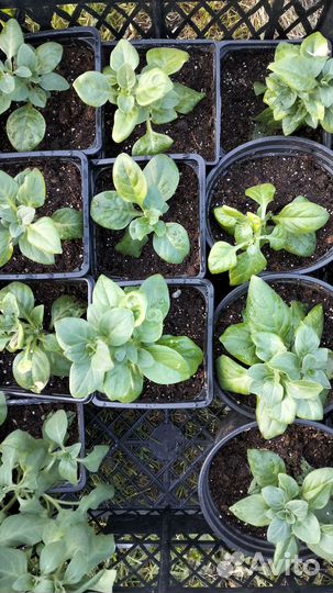 Цветы петунии рассада