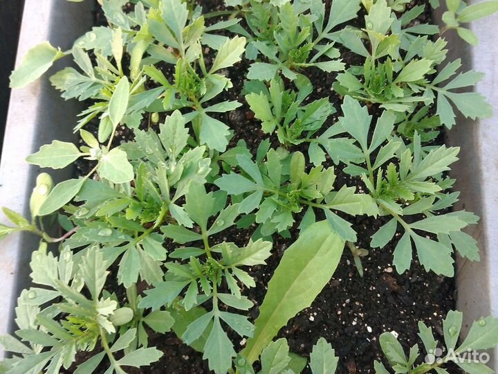 Рассада бархатцы