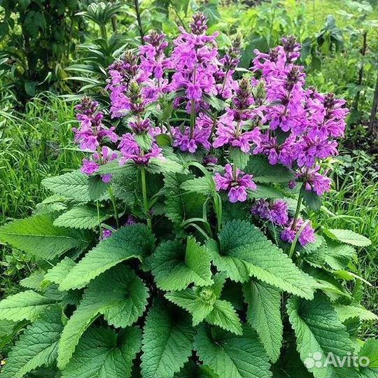 Кануфер- пиретрум, ромашка, буквица