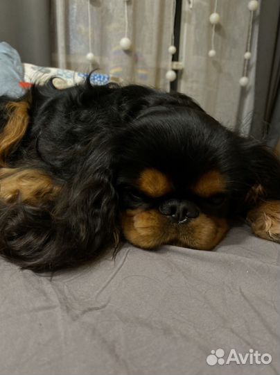 Дог-ситтер передержка выгульщик собак Пионерская