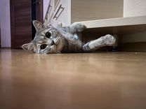 Шотланская кошка прямоухая