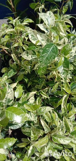 Фикус вариегатный - Сафари