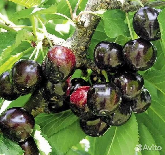 Черешня крупноплодная