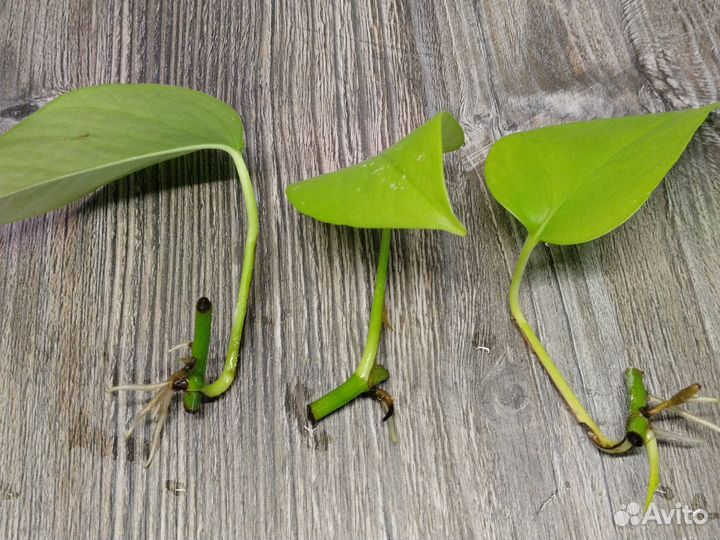 Сциндапсус, сингониум