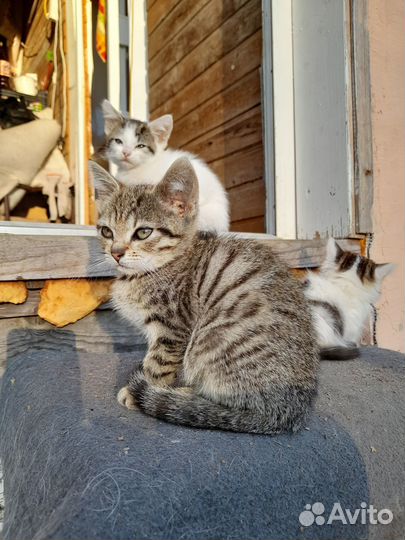 Котята в добрые руки