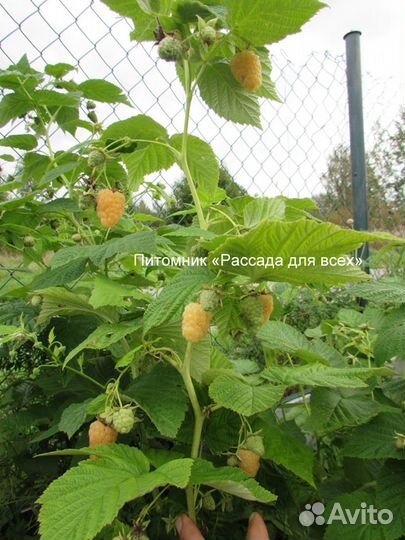 Cаженцы малины. Питомник. Гарантия сортности