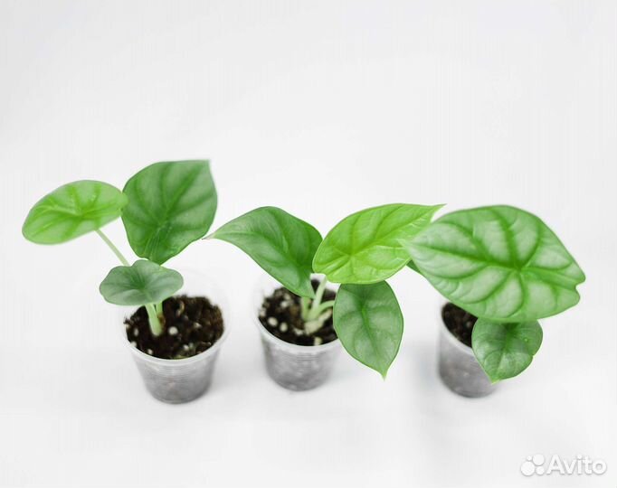 Алоказия сильвер драгон