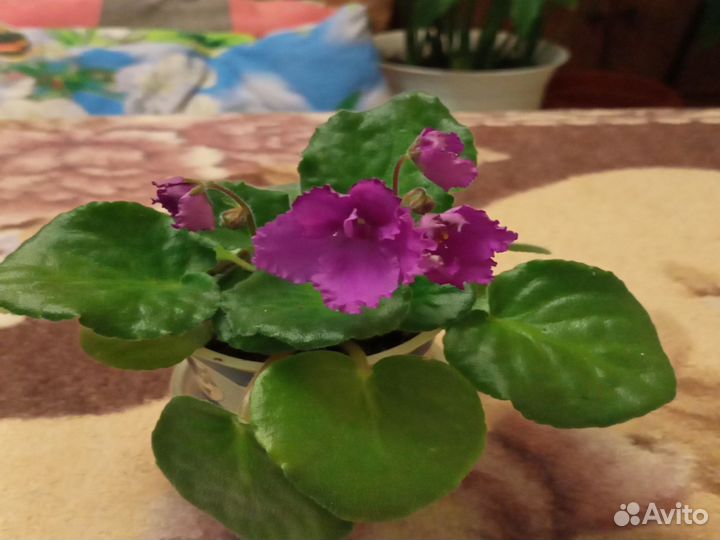 Фиалка,монстера