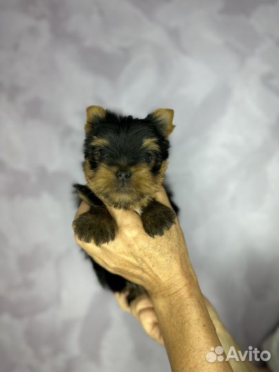 Йоркширский терьер девочка