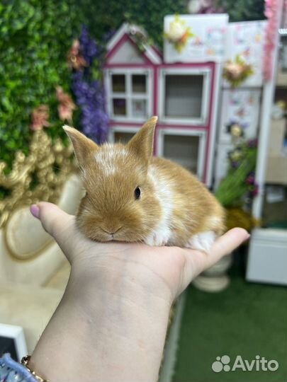 Кролики декоративные