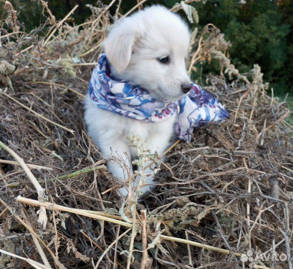 Щенки в добрые руки