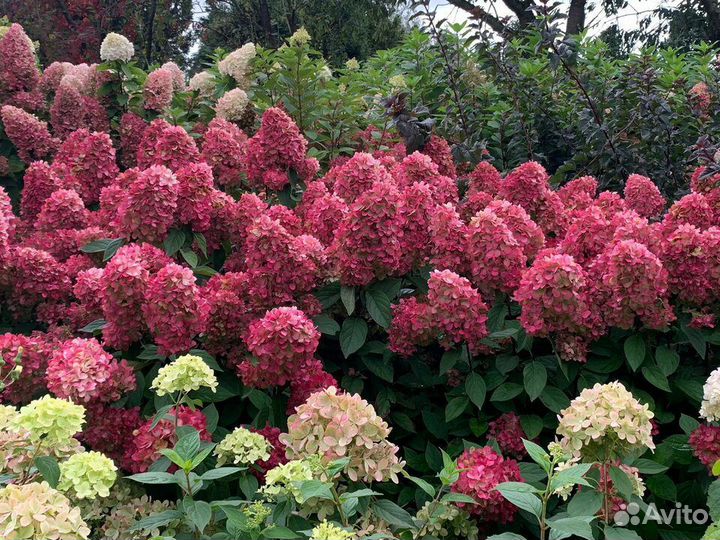 Гортензия метельчатая