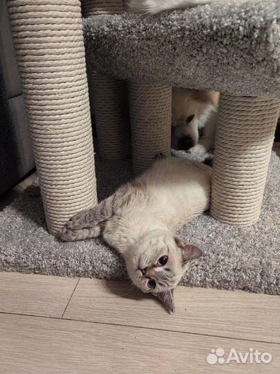 Котенок девочка 5 мес в добрые ручки