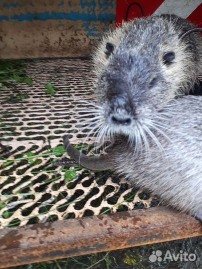 Нутрии 3 месяца