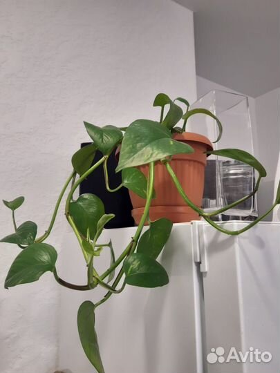 Комнатное растение сциндаптус