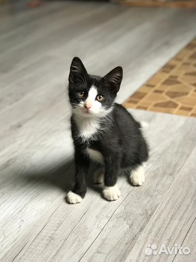 Котёнок мальчик черно-белый 2 месяца