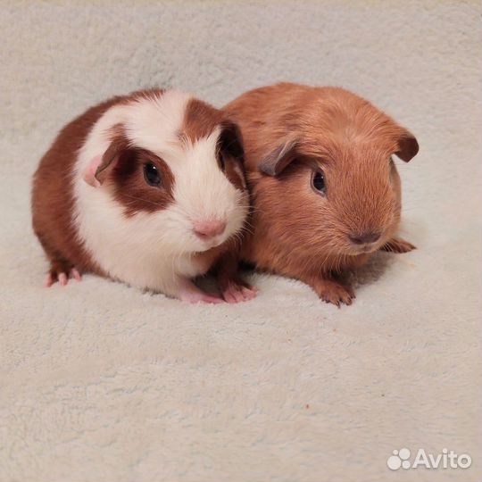 Морские свинки мальчики малыши