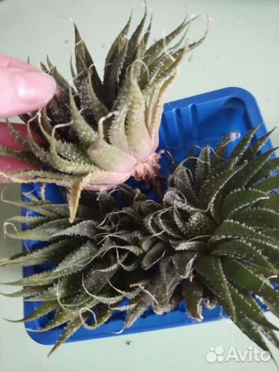 Кактус и суккулент