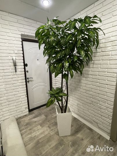 Манго дерево