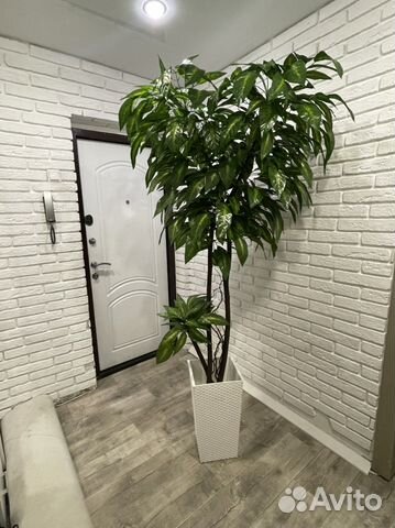 Манго дерево