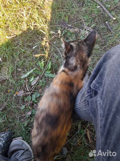 Кошка в добрые руки