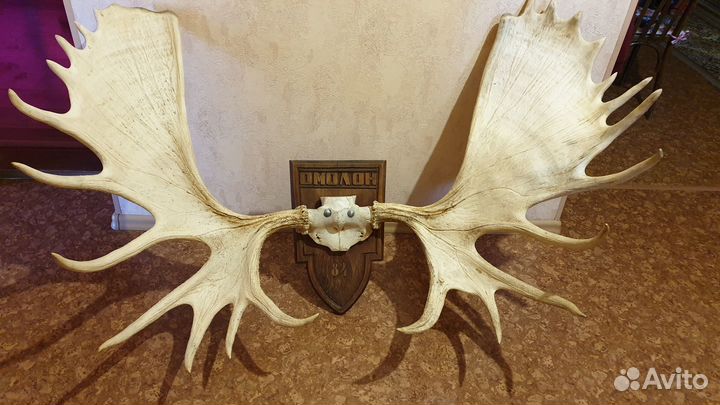 Продам рога лося