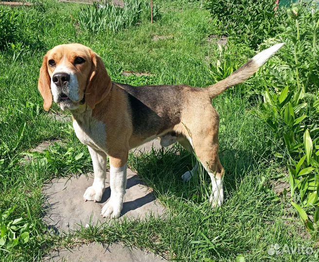 Бигль вязка