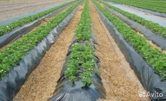 Пленка от сорняков