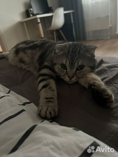 Отдам кота в добрые руки