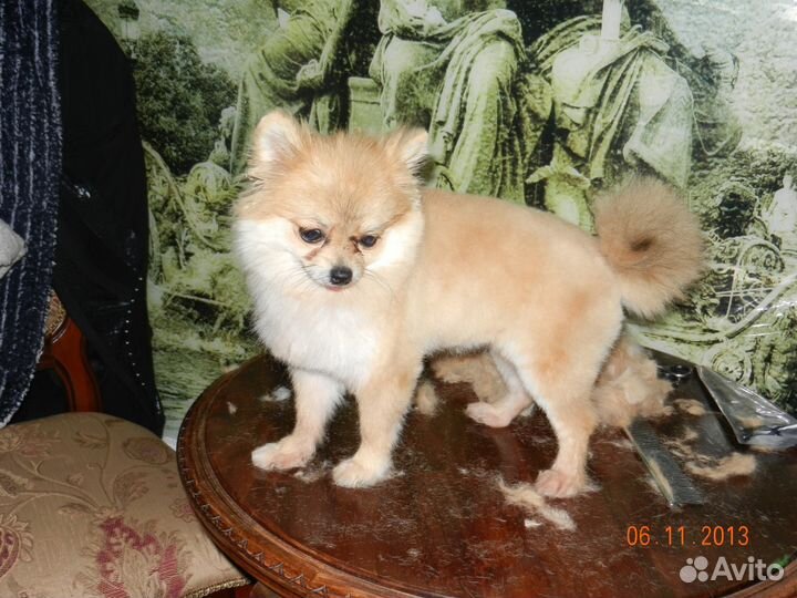 Стрижка собак и кошек