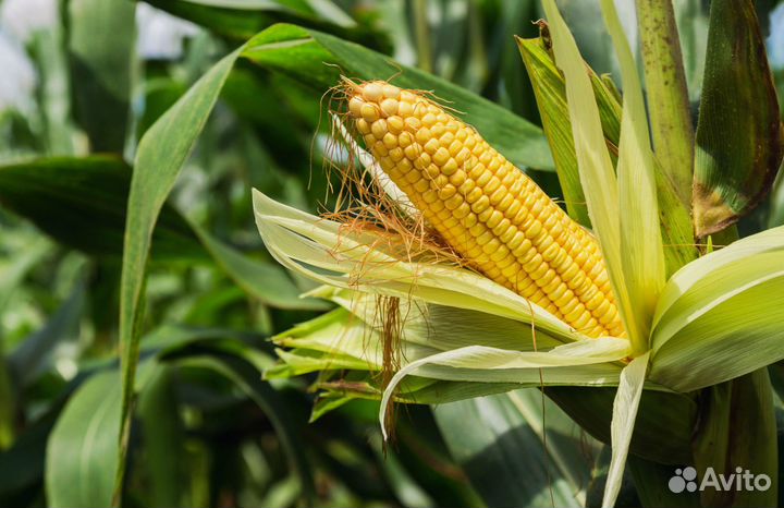 Гибриды кукурузы Пионер П7515