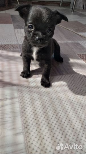 Щенки чихуахуа мини