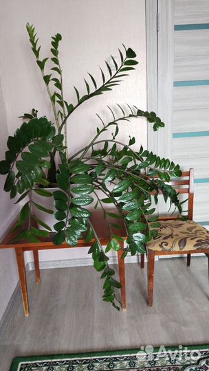 Замиокулькас