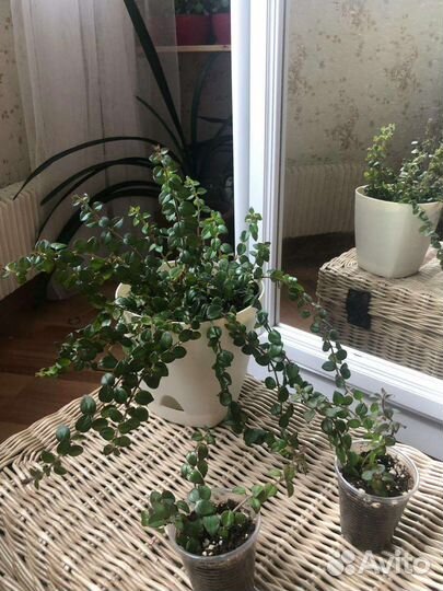 Колумнея, редкий сорт, укоренённые черенки