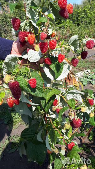 Сортовые саженцы крупноплодной малины