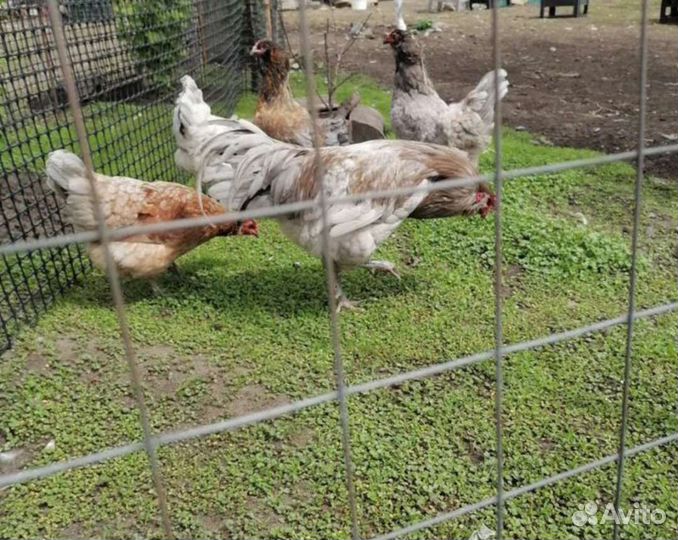 Инкубационное яйцо кур Араукана и Амераукан Легбар