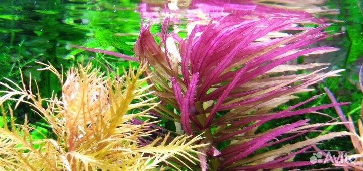 Аквариумные растения