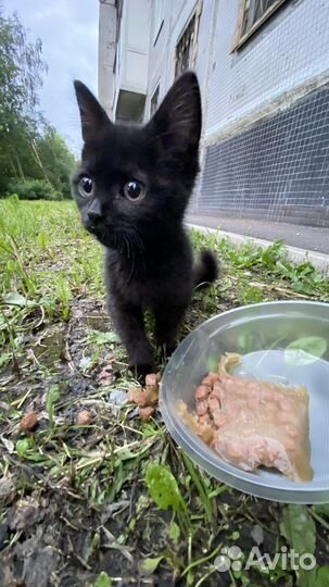 Котёнок в добрые руки