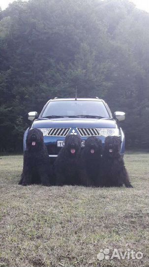 Русский черный терьер щенки