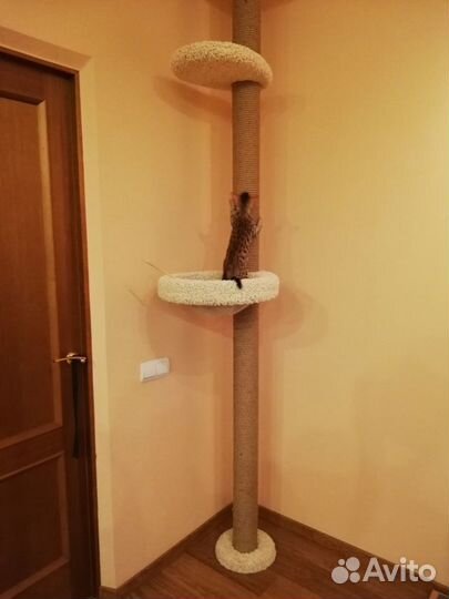 Когтеточка в потолок, в распор, комплекс