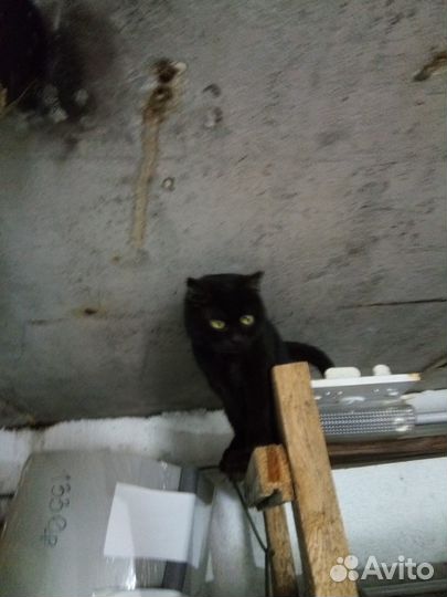 Кошка британец 9 месяцев