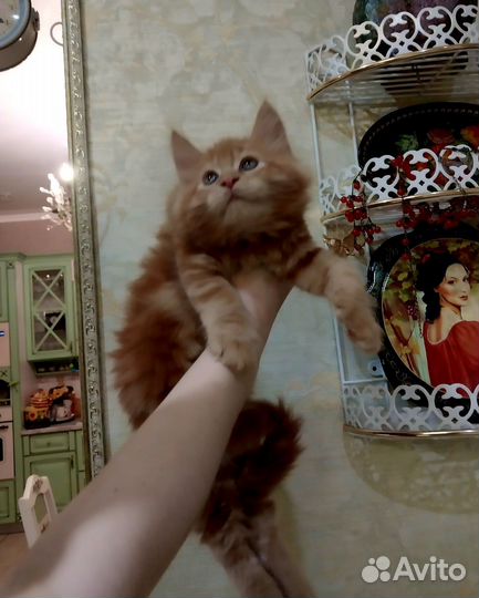 Котята мейн-кун