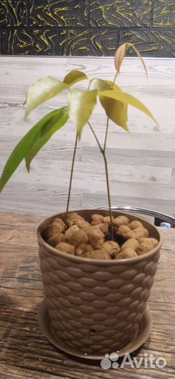 Личи растение