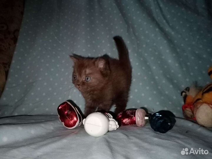 Британские котята