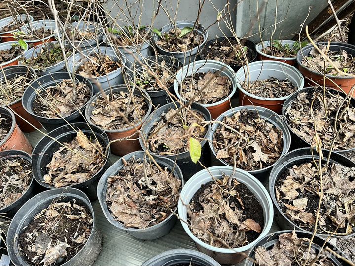 Айва японская саженцы (Хеномелес)