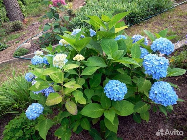 Гортензия Бесконечное лето розово-голубая