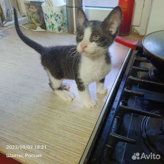 Донской сфинкс браш котята