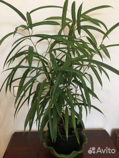 Фикус Али, Тинеке, сафари