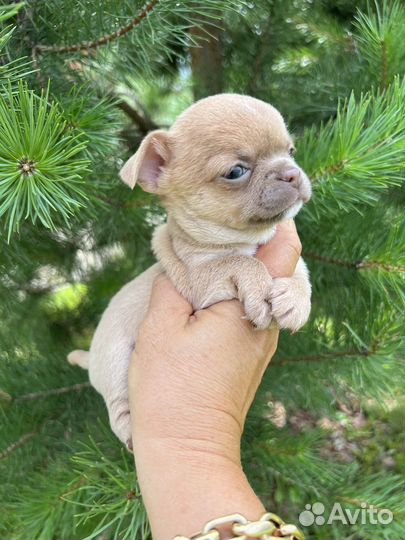 Щенки чихуахуа mini, редкого окраса