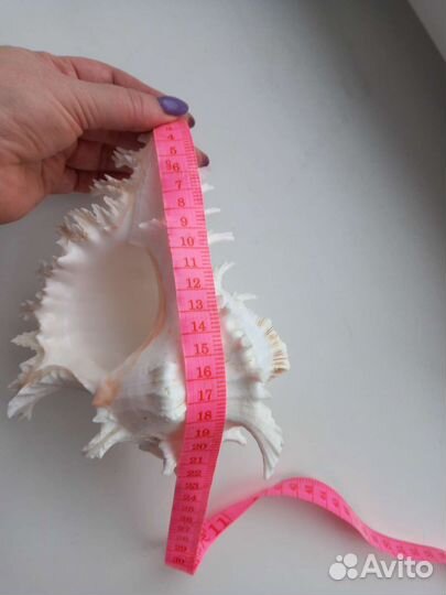 Ракушка невеста